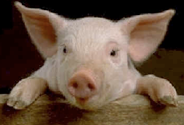 Where to find an H1N1 Swine Flu Vaccine Clinic in New York City
